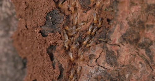 Following track of the termite workers as they move along the tree trunk constructing their home