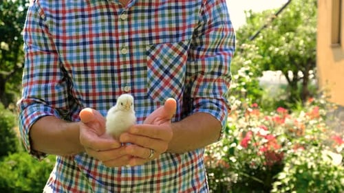 Man Holding Adorable White Chick in Garden