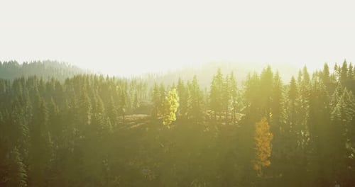 La lumière du soleil filtre à travers une forêt dense créant une atmosphère sereine