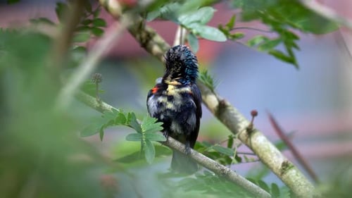 Ein junger lila Sonnenvogel, der sich die Federn putzt, während er auf einem Baum sitzt.