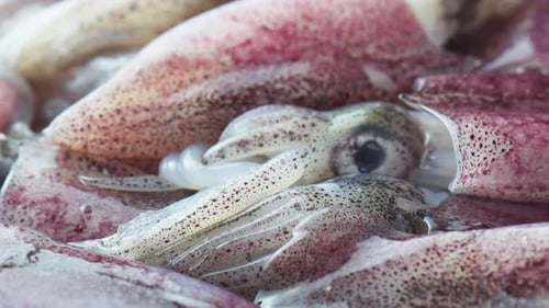 Fresh Squid Close Up Seafood Ingredient