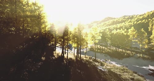 Sunlight Filters Through Autumn Trees in a Serene Forest Landscape