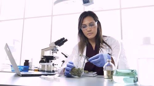 Female scientist inspecting cannabis buds with dedication in science laboratory