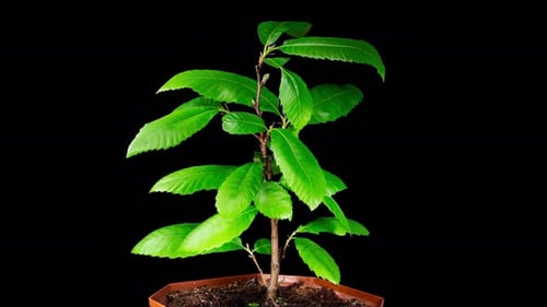 Castanea Sativa Grows Leaves from Buds in Spring. Sweet Chestnut Tree Moving Leaves in Time Lapse