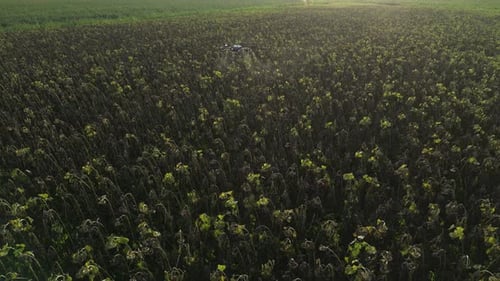 Agricultural Drone Spraying Sunflower Field 05