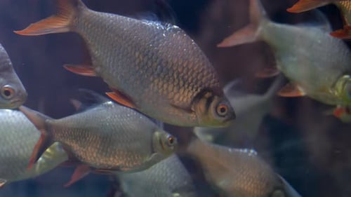 Aquarienfische im Wasser aus nächster Nähe