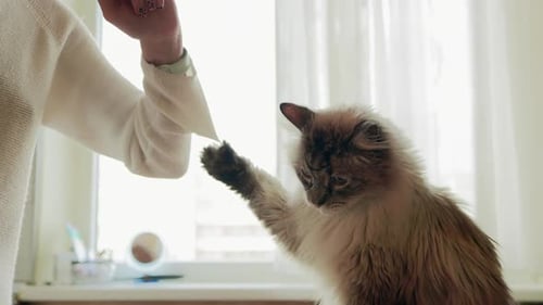 Woman in Sweater is Hooked By an Angry Cat's Claws in the Kitchen