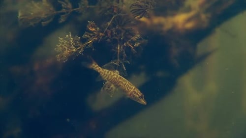 Little pike fish (Esox lucius)
