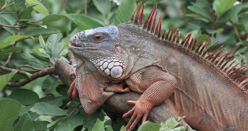 Large Iguana Close Up