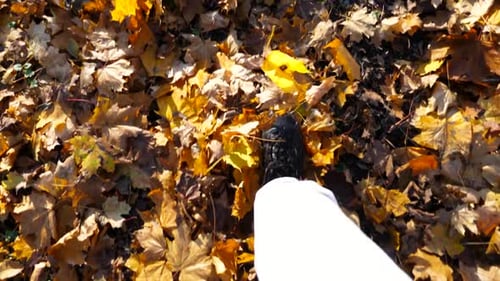 Point of View to Male Foot Stepping on Fallen Maple Leaves Legs of Young Man in Sneakers Kicks Up