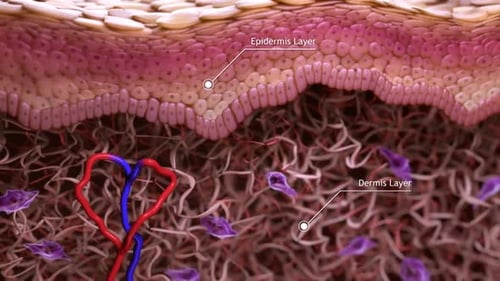 Human Skin Layers Cross-Section with Dermis and Epidermis Animation