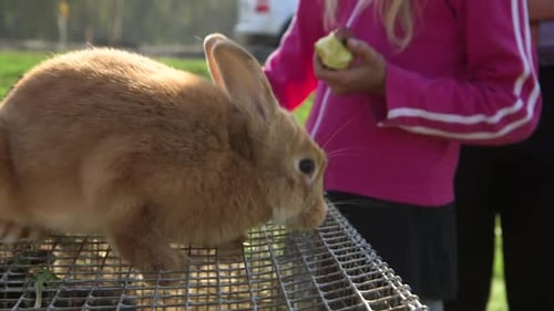 Fluffy Red-Brown Rabbit Sitting on Wire Cage