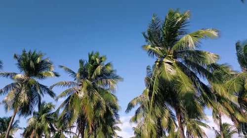 Palm Trees Swaying Gently Under Blue Tropical Sky