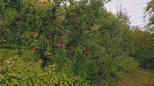 Apple Tree in the Garden
