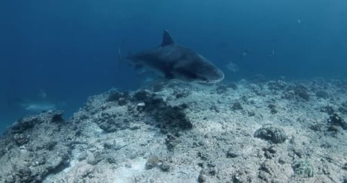 Tiger Shark Close Up in Blue Transparent Ocean Shark Diving in Maldives
