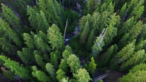 Scenic aerial crane down shot of the tree tops of the dense Evergreen Forest revealing a flowing riv