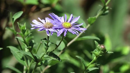 Mauve flowers of aster frikatii Monch with greenery around. In an English country garden