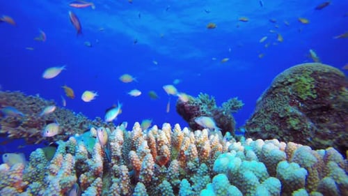 Tropical Underwater Fish Reef