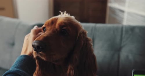 A Closeup View of a Relaxed and Calm Dog Enjoying Gentle Petting While on a Cozy Couch