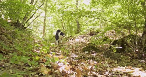 Cheerful Border Collie Puppy Playing with a Stick in the Forest Weekend Walk