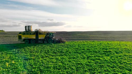 Harvesting Sugar Beet in the Field with a Combine Harvester