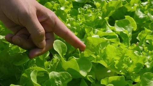 Nahaufnahme der Handpflückung frischer grüner Salatblätter aus dem Garten