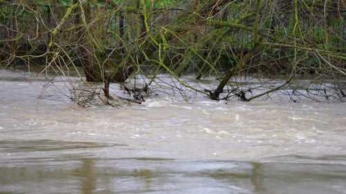 In slow motion very high water levels burst the banks of a river and swamp and submerge trees after