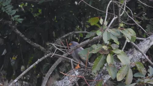 Yucatan parrot perched in a dense green forest, vibrant wildlife scene
