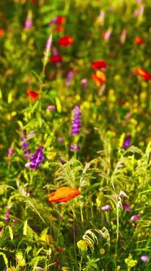A Vibrant Field of Wildflowers in Full Bloom