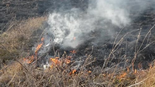 Dry Grass Burning on Field Day Closeup