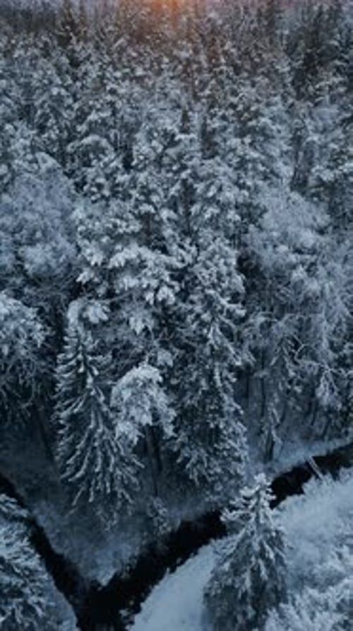 A Beautiful Serene Snowy Forest Accompanied By a Gentle River Flow Featuring Blurry Background