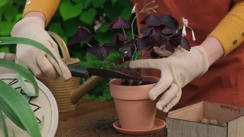 Jardinería de verano, manos de jardinero, trasplante de planta morada en una maceta nueva