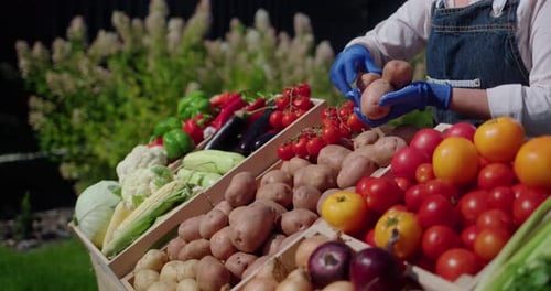 Farmer's Gloved Hands Laying Out Vegetables on the Farmer's Market Counter