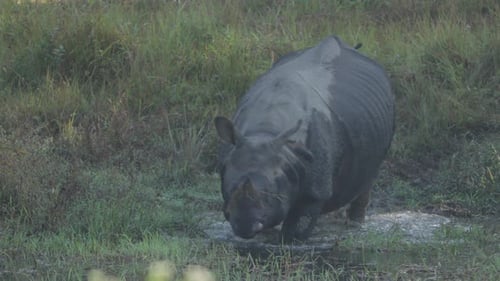 one horned rhino