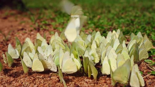 White Butterflies Gather on Damp Soil for Minerals Flutter Wings Quickly Natural Seasonal Occurrence