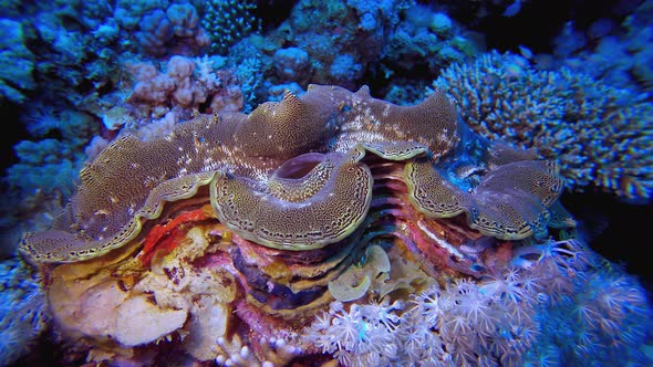 Giant Clam on Vibrant Coral Reef Ecosystem, Nature Stock Footage ft ...