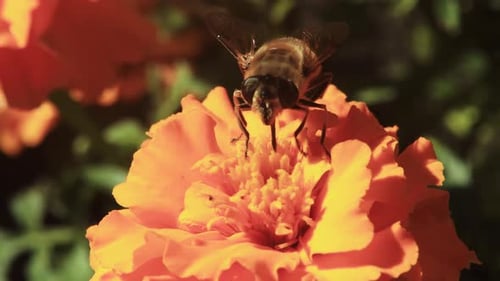 Bee digging in deep into a vibrant yellow flower sucking up the nectar with green garden backdrop wi