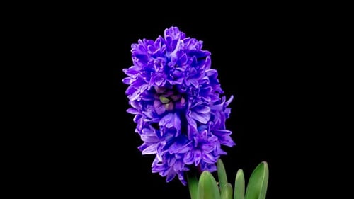 Blooming Purple Hyacinth Flower Time-Lapse on Black Background