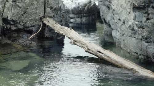 Large fallen tree in rocky canyon river