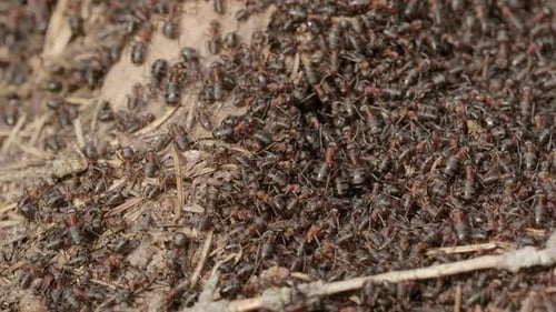 Extreme Close Up Of Wood Ants Working On Massive Hill