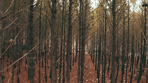 4K-Drohnenaufnahmen von Bäumen in einem Wald