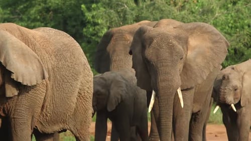 Herd of Elefants walking with their babies