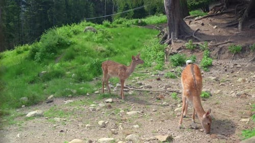 A pair of young deer grazing on a rocky forest clearing, surrounded by green foliage and trees.