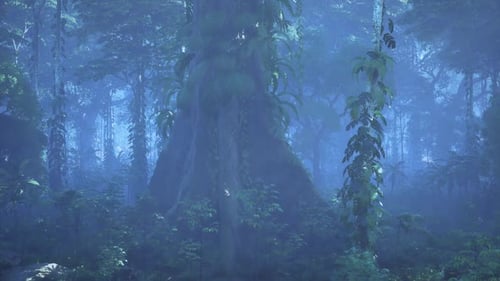 Towering Trees in Dense Forest