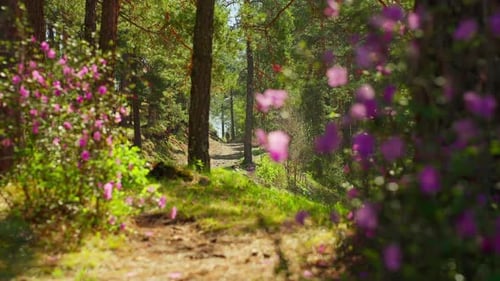 Path Winds Through Dense Woods with Vivid Purple Blooms