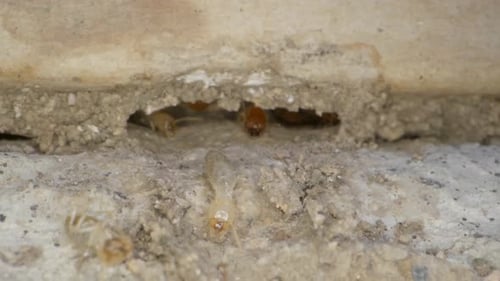 A slow push towards termite colony in the walls of a garage in a home shot on a Super Macro lens alm
