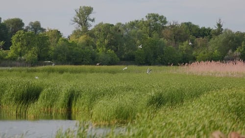 Many river gulls hunt fish in lakes, rivers, and canals. Seagulls fly over the water.