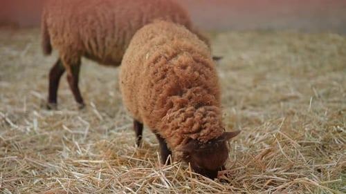 Und aus der Nähe legt ein hellbraunes Schaf den Kopf nach unten und frisst tagsüber Heu unter den Füßen
