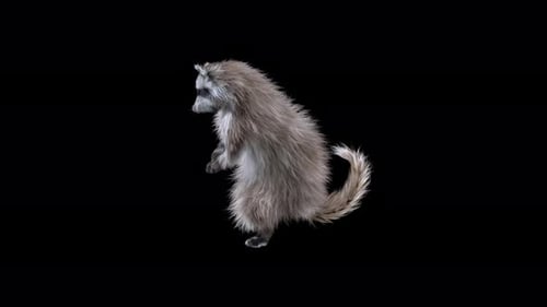 Realistic 3D Raccoon Dancing Animation with Alpha Channel
