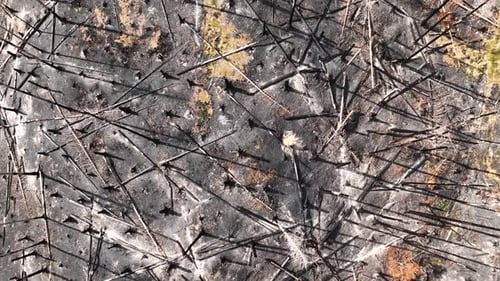 Burnt Forest, Top Down Drone Shot. Devastating Landscape After Wildfire